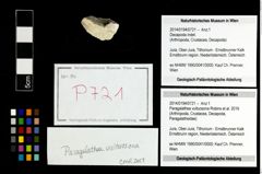 Foto (Objekt + Etikett) von Paragalathea vultuosona (Robins et al., 2016)  (NHMW-GEO-2014-0194-0721)